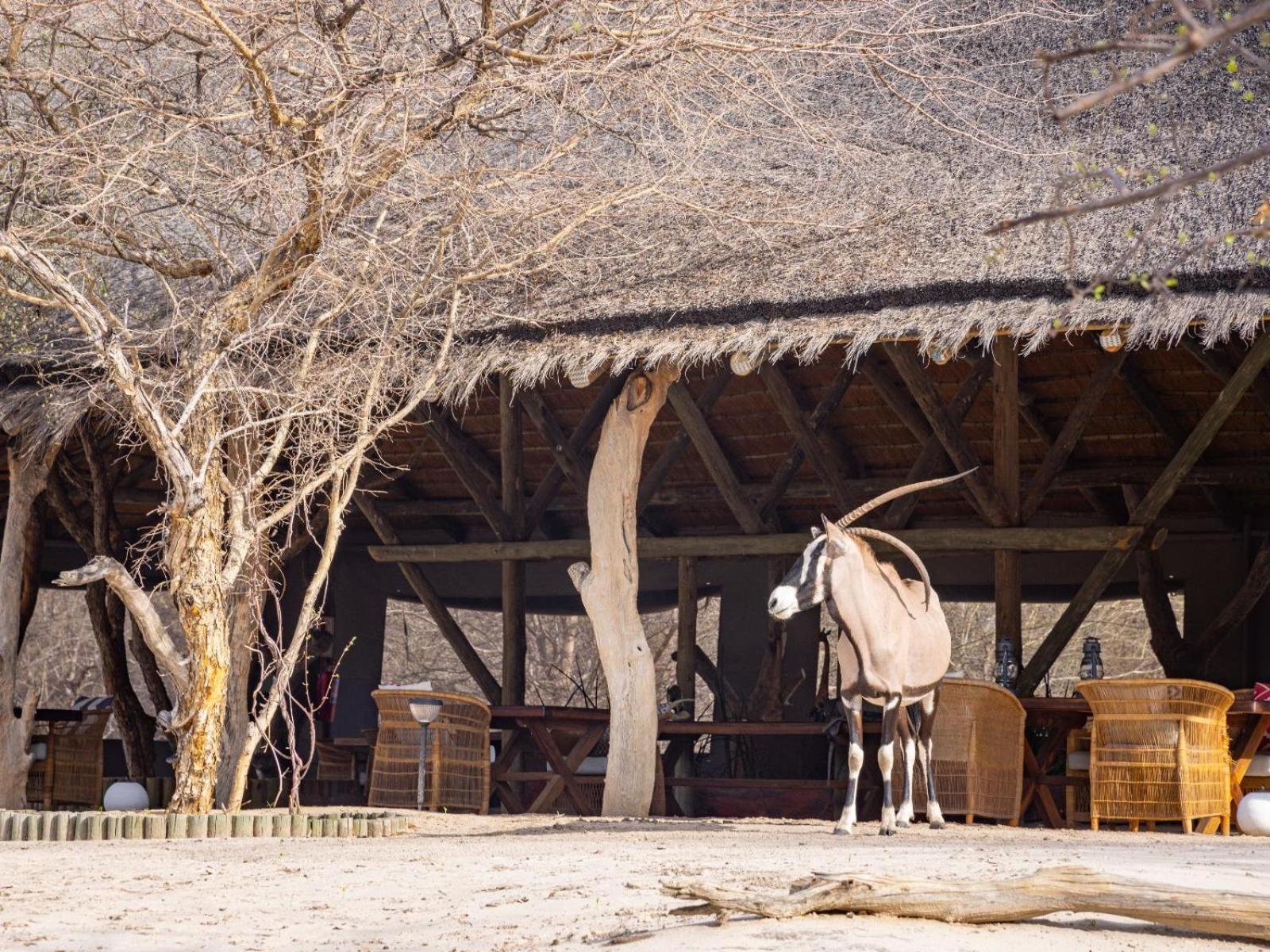 Leopard Plains Villa Motopi Dış mekan fotoğraf